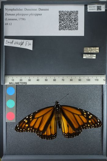 Media type: image;   Entomology 165375